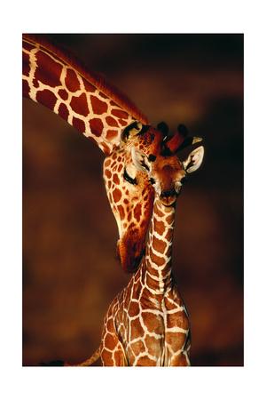 GIRAFFE WITH IT/'S BABY CALF POSTER 24x36 THE FIRST KISS